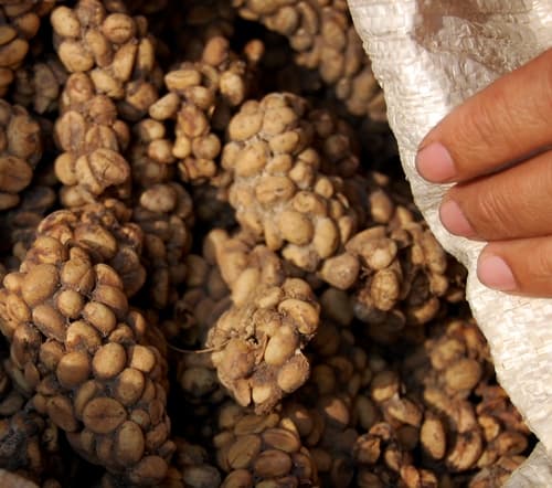 Kopi Hitam
